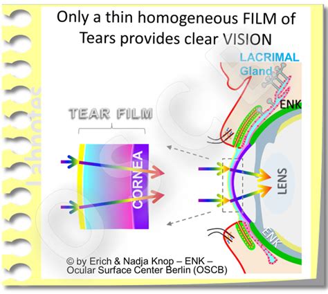 tear film assessment test|tear film diagram.